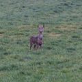 Chevreuils en Meuse vers 17h ce 31 janvier