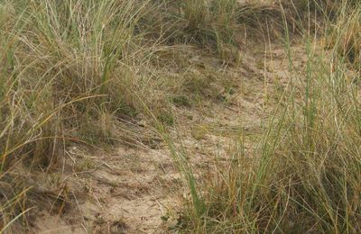 le chemin des dunes