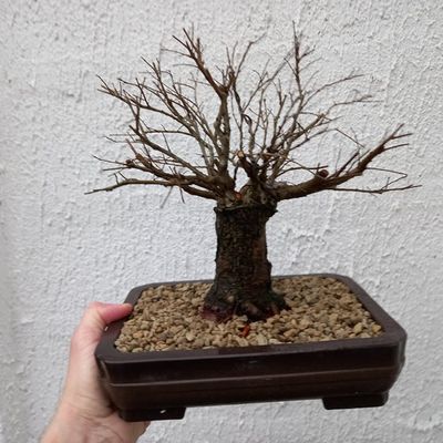 Ulmus Davidiana var. Japonica Hokidachi