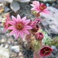 Sempervivums en fleurs