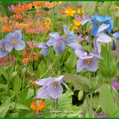 Les jardins d'Harlow Carr Yorkshire Angleterre 2/2