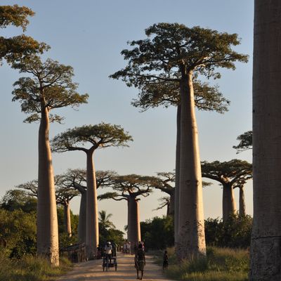 Le Nofy be #2 - Morondava