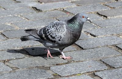 Covid 19 : la piste du pigeon ?