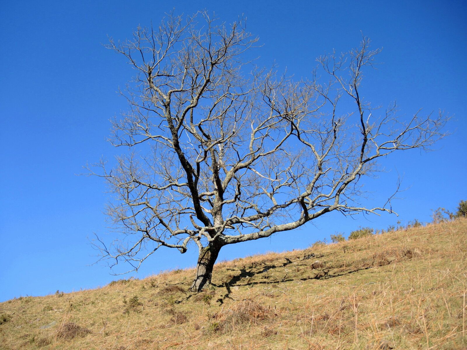 Larla, en redescendant, arbre, février 2025. (64)