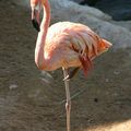 les flamand rose