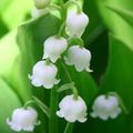 Le Muguet