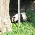 Câlin avec les pandas géants