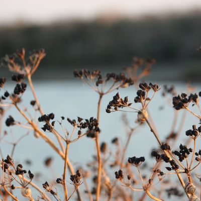 Est ce que sur deux plantes au soleil il n'y en a pas toujours une dont l'ombre gène l'autre ? (3)