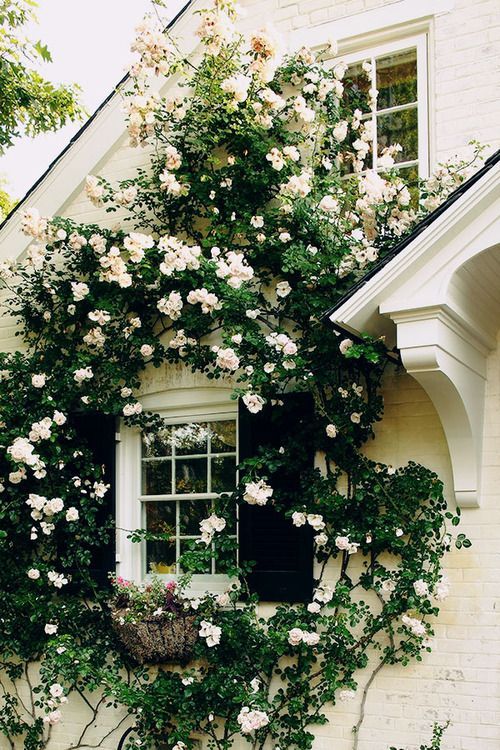 charm heaven! :: Climbing roses