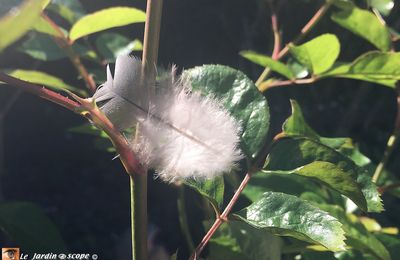 Mon jardin m'offre un instant de poésie et de douceur