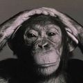 Article 1: Les chimpanzés ont conscience de leur collaboration dans l'accomplissement d'une tâche.