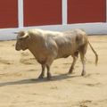 CERET 2010 GANADERIA JAVIER GALLEGO