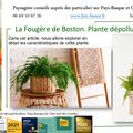 👨‍🌾 Fougère de Boston. Plante dépolluante par Paysagiste Pays Basque Paysagiste Landes.
