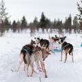 Découvrir le skijoring