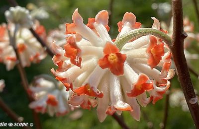 Edgeworthia à la surprenante floraison hivernale parfumée