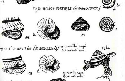 Mollusques terrestres et aquatiques