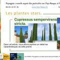 🌲 Cupressus sempervirens stricta par Paysagiste Pays Basque et paysagiste Landes.