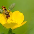 Le syrphe ceinturé (Episyrphus balteatus)