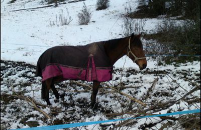 Chevaux au pré.