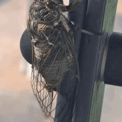 Qui cymbalise à Lyon et plus au Nord ?