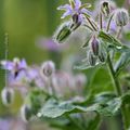 Etoiles bleues * Starflower