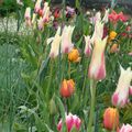 Feux d'artifice de tulipes