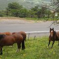 Reportage: Chevaux sous les jets