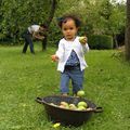 Ramassage des pommes