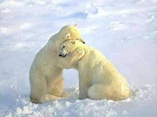 Ici vous avez des photos de l'ours!