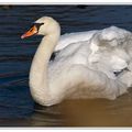 Un cygne qui s'étend ?