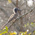 j4 Afrique du Sud: après le safari, les oiseaux du camp