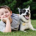 Autisme : la présence d’un chien d’éveil aurait de nombreux effets bénéfiques sur les enfants