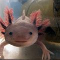 Qui est L’axolotl?