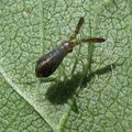 Larve d'Heterotoma planicornis (Miridae)