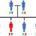 La revanche du chromosome Y 