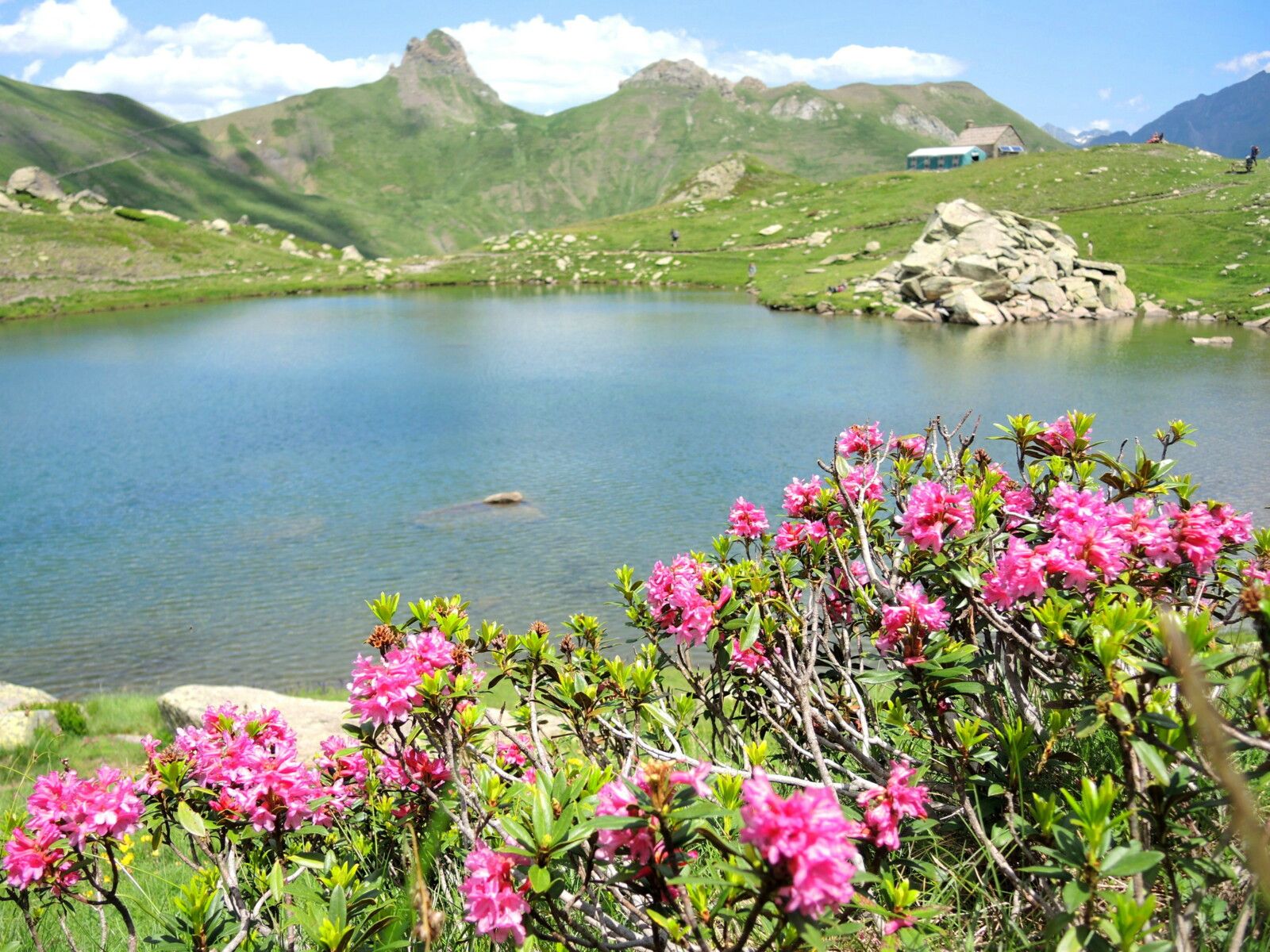 Lac de Pombie, rando Pombie-Peyreget, lac de Pombi, fleurs et pic Saoubiste (64)