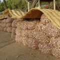 FILIÈRE OIGNON DANS LE SEPTENTRION : LES PRODUCTEURS APPELÉS À INFLUENCER LES PRIX SUR LE MARCHÉ