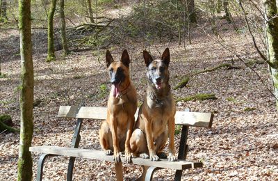 nos malinois font une pause