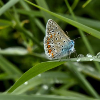 Né un ver, il tisse son cocon, il s'endort et se réveille en papillon...Stéphan Eicher...