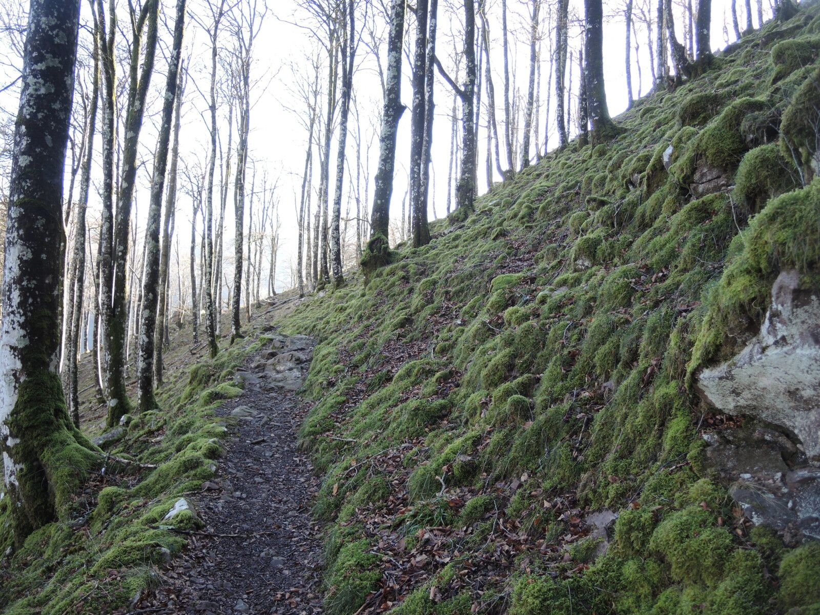 L'Autza, en chemin, pierres mousse et sentier (64)