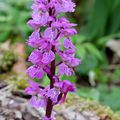 Orchis mâle / Orchis superbe