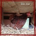 Palace et poulettes ...