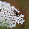 Tachinaire * Tachinidae