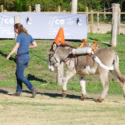 JOURNEES NATIONALES DE L'ANE DE PROVENCE A UZES