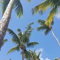 L'été en hiver - La Martinique