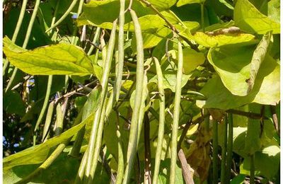 Le Catalpa commun , Catalpa bignonioides ( bignoniacées )