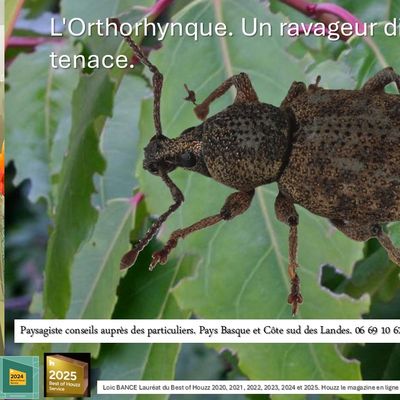 Otiorhynque ou Orthorhynque par paysagiste Pays Basque Paysagiste Landes jardins d'ici.