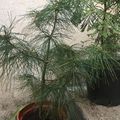 Pin blanc de Weymouth- Pinus strobus