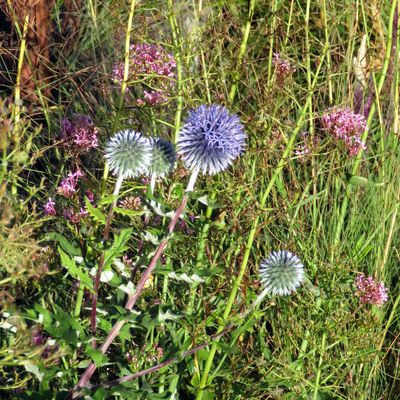 projet 52-24 semaine 25 : campagne