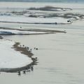 Oiseaux sur des bancs de sable enneigés en bord